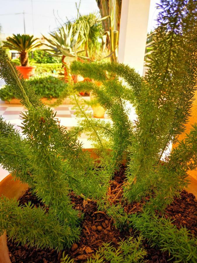 Villa Felice מרצאממי מראה חיצוני תמונה